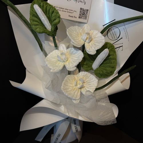 Blanc Phalaenopsis